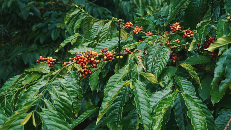 coffee beans and leaves on a coffee tree