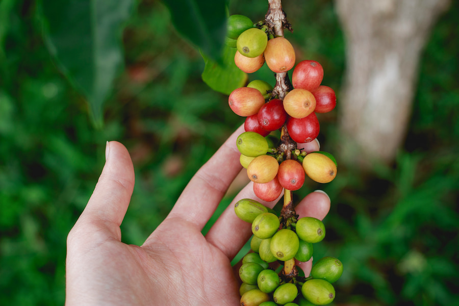 Colourful coffee beans on a branch