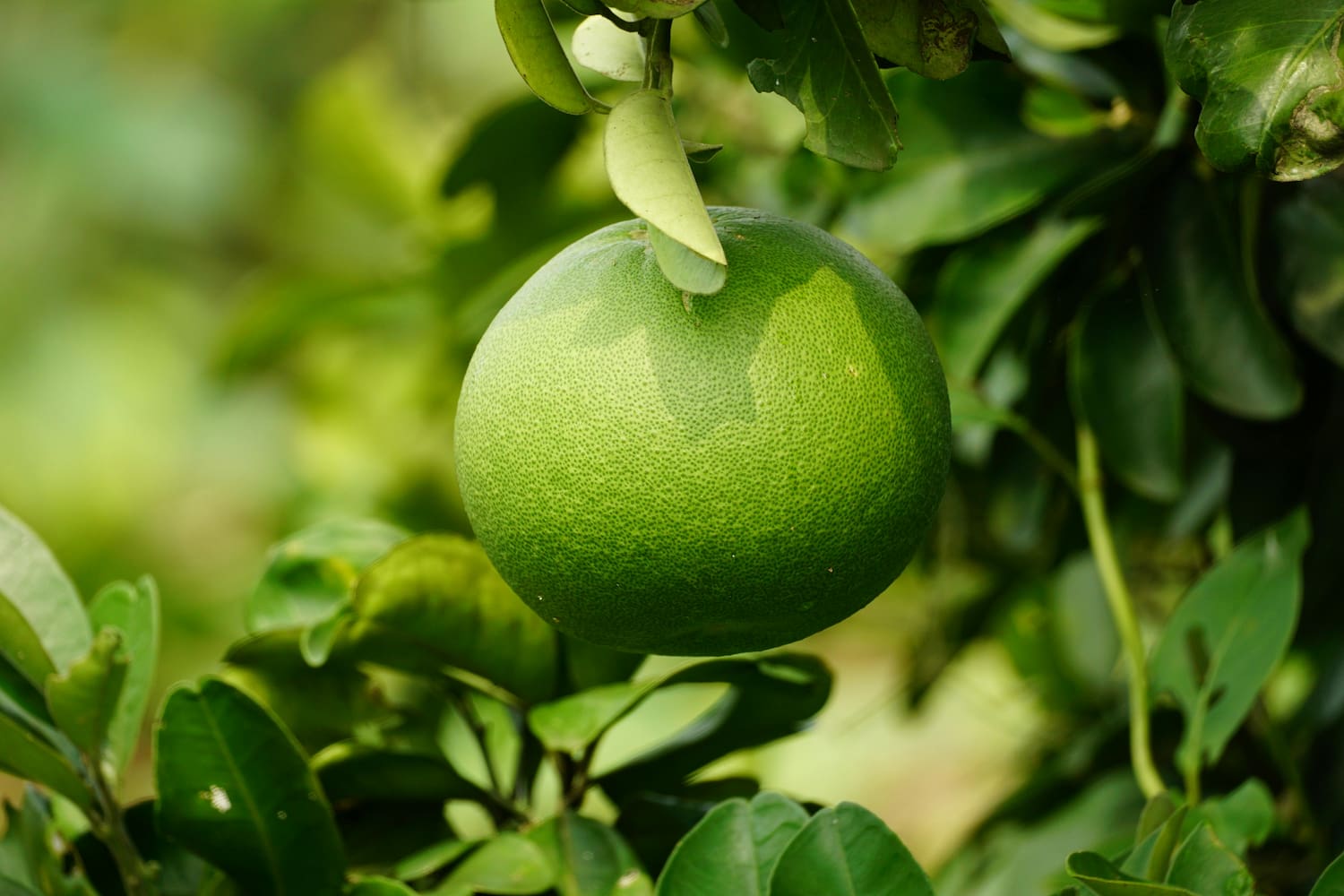 Pomelo peels, if recycled, can be turned into oil-absorbing powder capable of reducing up to 90% of fat in processed foods. (Photo: Pexels)