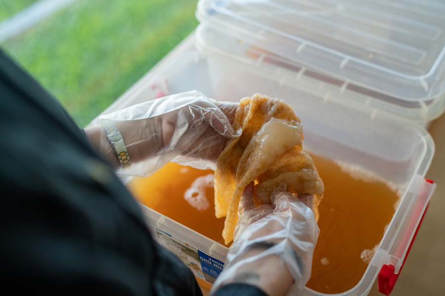 SCOBY being harvested from a plastic container filled with tea